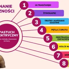 Jak złapać kunę na strychu? Skuteczne metody i porady krok po kroku
